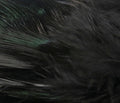 Strung Ringneck Rump Feathers