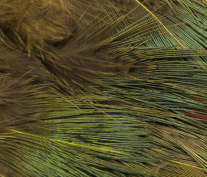 Strung Ringneck Rump Feathers