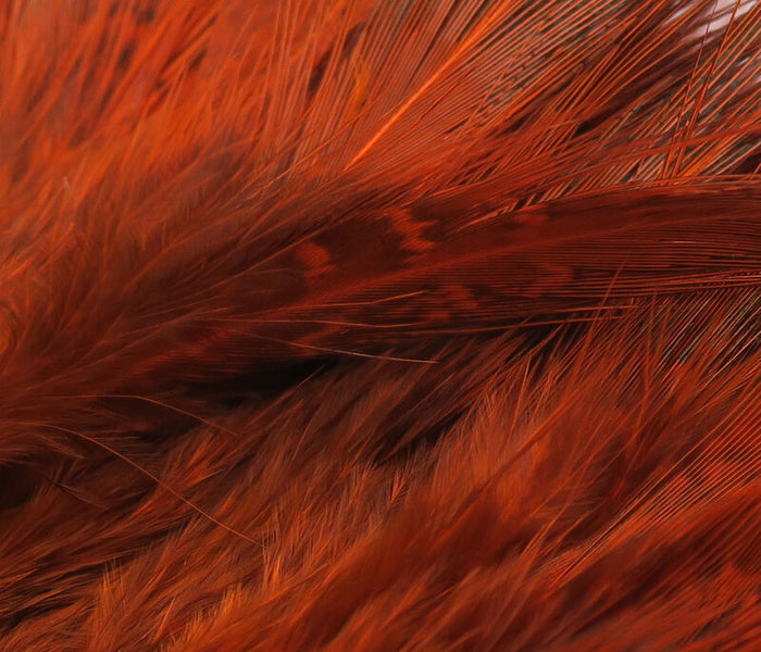 Strung Ringneck Rump Feathers